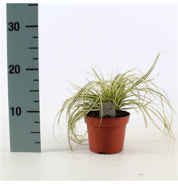 Carex oshimensis 'Evergold' F00008185