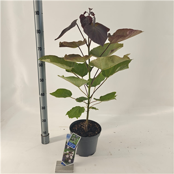 Catalpa erubescens 'Purpurea' F00005794