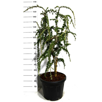 Cedrus atlantica 'Glauca Pendula' F00005958