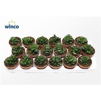 Haworthia Maughanii X Truncata1 pp 15 15cm 8.5cm Q2379