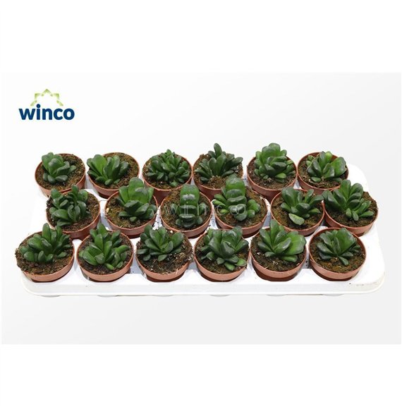 Haworthia Maughanii X Truncata1 pp 15 15cm 8.5cm Q2379