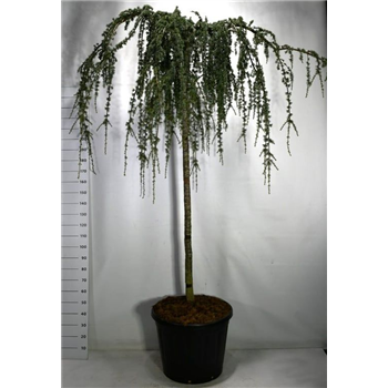 Cedrus atlantica 'Glauca Pendula' F00006259