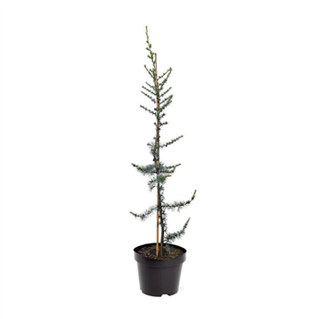 Cedrus libani 'Glauca' F00007886