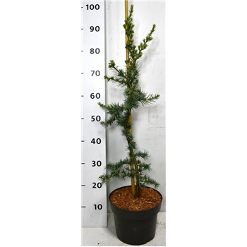 Cedrus libani 'Glauca' F00006154
