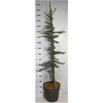 Cedrus libani 'Glauca' F00006359