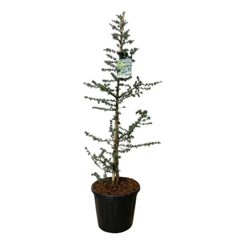 Cedrus libani 'Glauca' F00007032