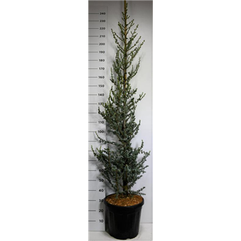 Cedrus libani 'Glauca' F00006521