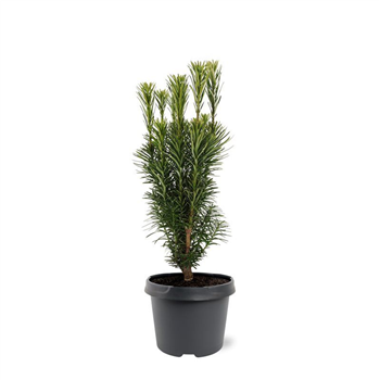 Cephalotaxus harringtonii 'Fastigiata' F00007887
