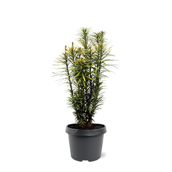 Cephalotaxus harringtonii 'Korean Gold' F00007889