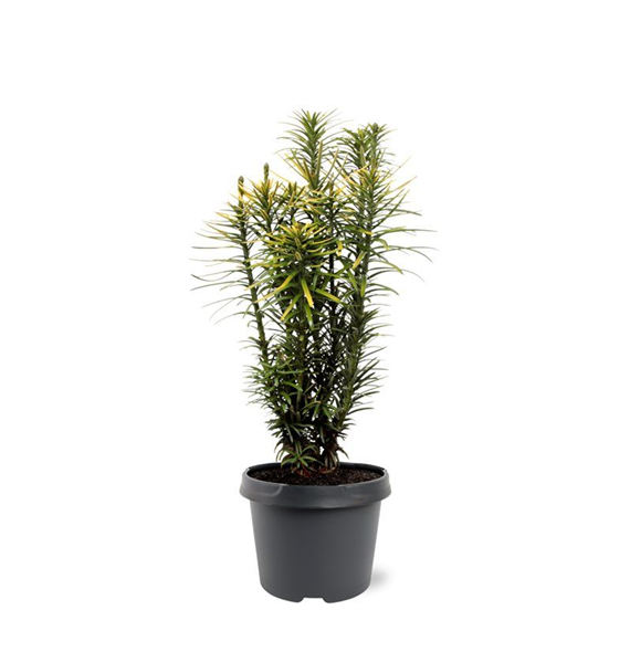 Cephalotaxus harringtonii 'Korean Gold' F00007889