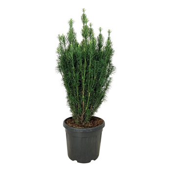 Cephalotaxus harringtonii 'Fastigiata' F00007391