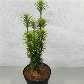 Cephalotaxus harringtonii 'Korean Gold' F00005827