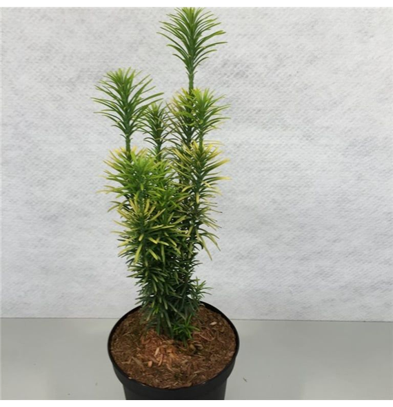 Cephalotaxus harringtonii 'Korean Gold' F00005827