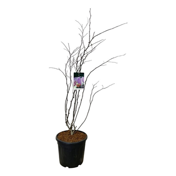 Cercis canadensis 'Forest Pansy' F00007502