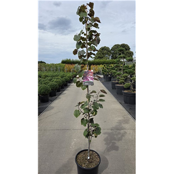 Cercis canadensis 'Merlot´' F00006737