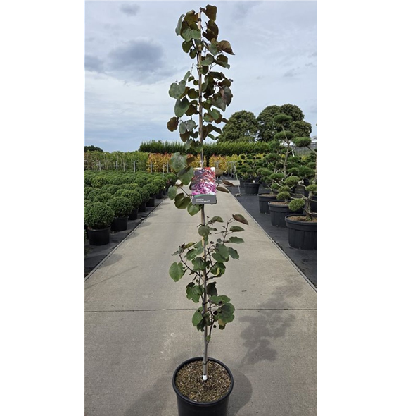 Cercis canadensis 'Merlot´' F00006737