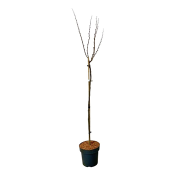 Cercis chinensis 'Avondale' F00007308