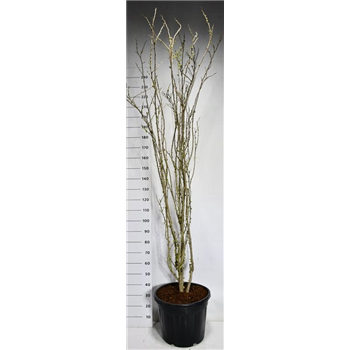 Cercis chinensis F00006520