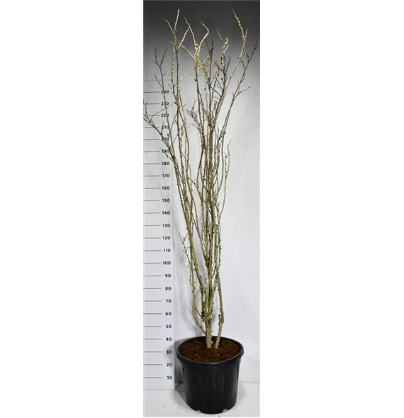 Cercis chinensis F00006520