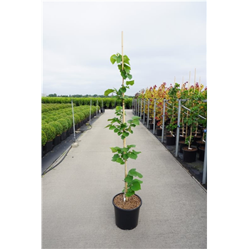 Cercis chinensis 'Avondale' F00006734
