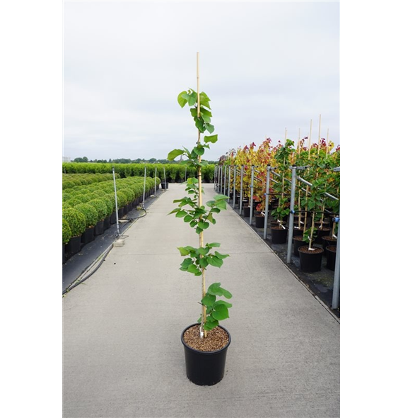 Cercis chinensis 'Avondale' F00006734