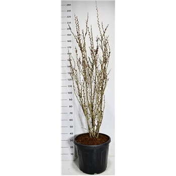Cercis chinensis 'Avondale' F00006519