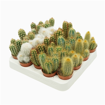 Cereus mix F00001430