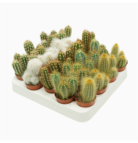 Cereus mix F00001431