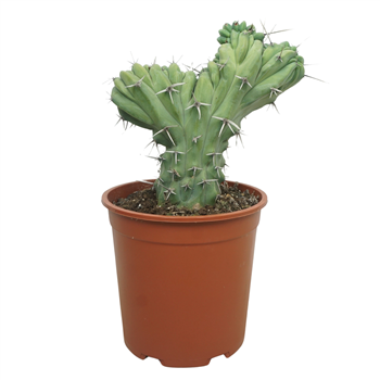Cereus overig F00004642