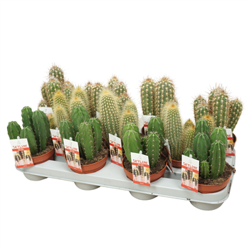 Cereus skyline F00001439