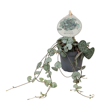 Ceropegia woodii subsp woodii F00004147
