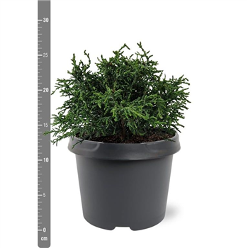 Chamaecyparis obtusa 'Lycopodioides' F00007896