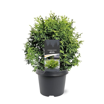 Chamaecyparis obtusa 'Melody' F00007897