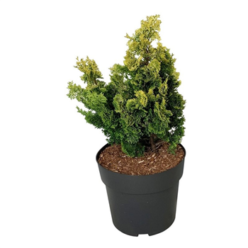 Chamaecyparis obtusa 'Meroki Twin' F00007492