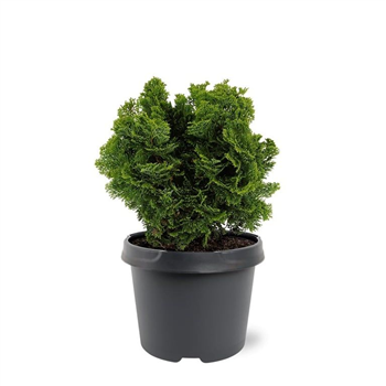Chamaecyparis obtusa 'Nana Gracilis' F00007900