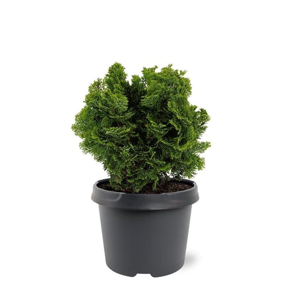 Chamaecyparis obtusa 'Nana Gracilis' F00007900