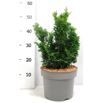 Chamaecyparis obtusa 'Nana Gracilis' F00004185