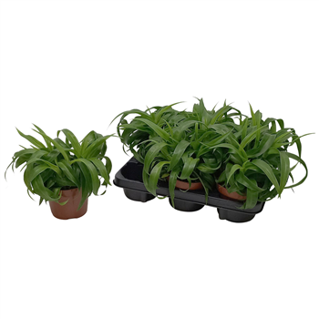 Chlorophytum comosum 'Green Bonnie' F00006528