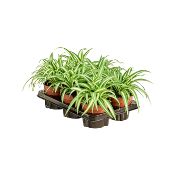 Chlorophytum comosum 'Variegatum' 6/tray 4CHVABP12