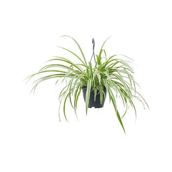 Chlorophytum comosum 'Vittatum' 4CHVAHA19