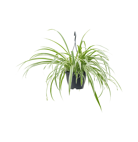 Chlorophytum comosum 'Vittatum' 4CHVAHA19