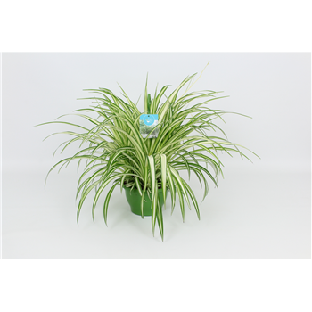 Chlorophytum comosum 'Vittatum' F00002976