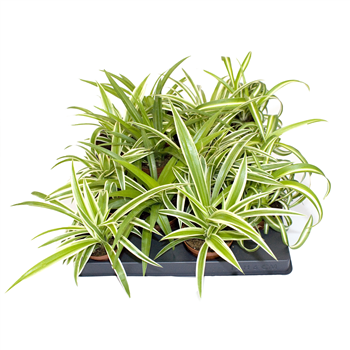 Chlorophytum laxum mix F00001999