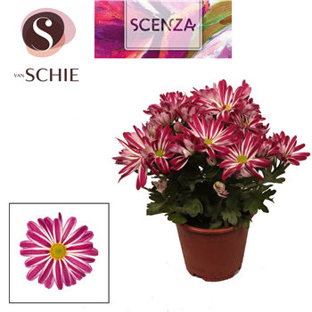 Krizantema (Indicum Grp) 'Rainbow Twist' F00007868