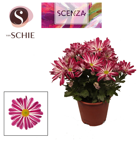 Krizantema (Indicum Grp) 'Rainbow Twist' F00007868