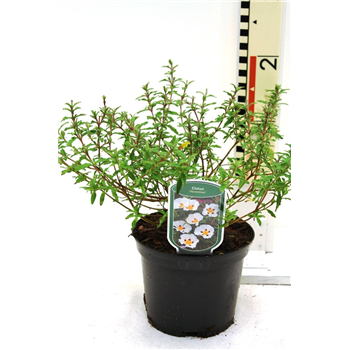 Cistus florentinus F00008420