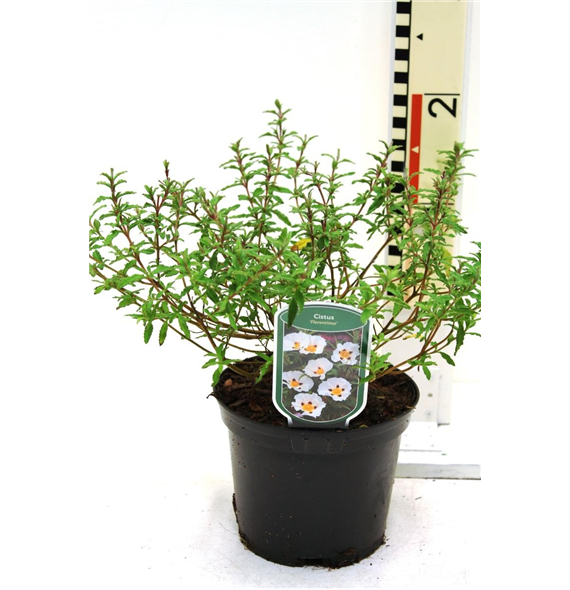 Cistus florentinus F00008420