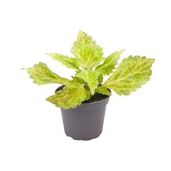 Coleus MS River Walk F00001895