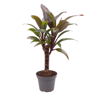Cordyline Fruticosa Purple Compacta F00000957