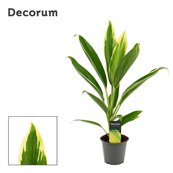 Cordyline New Conga F00000619
